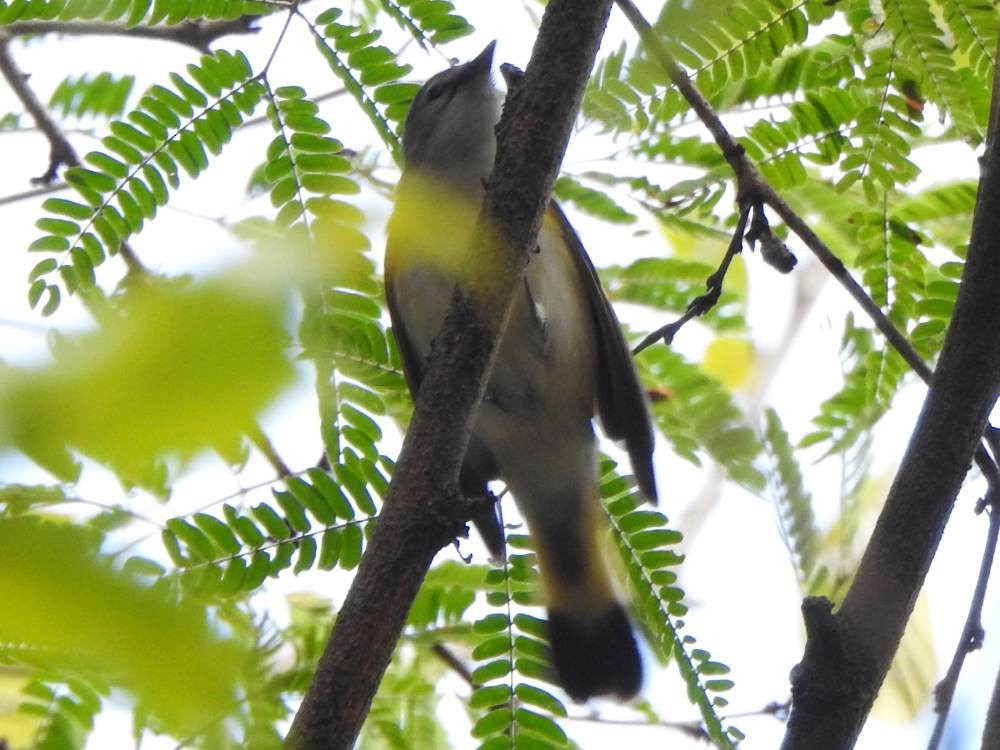 Горихвостковая древесница - ML647139405