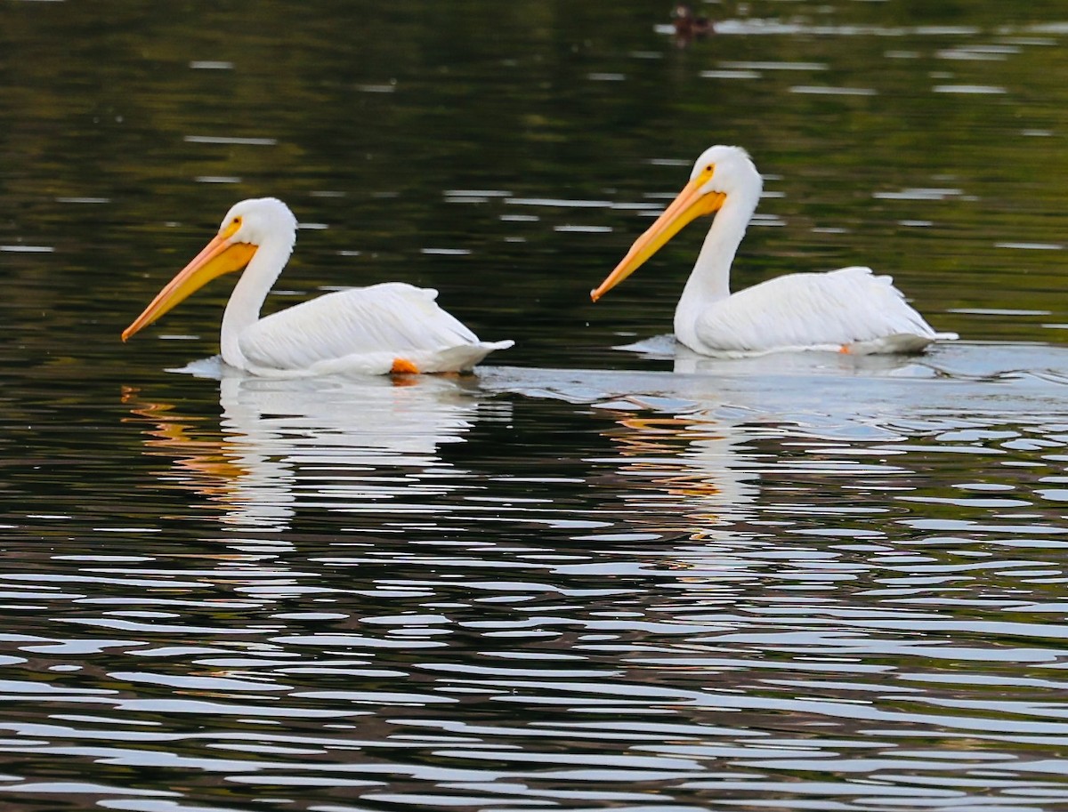 American White Pelican - ML647139407