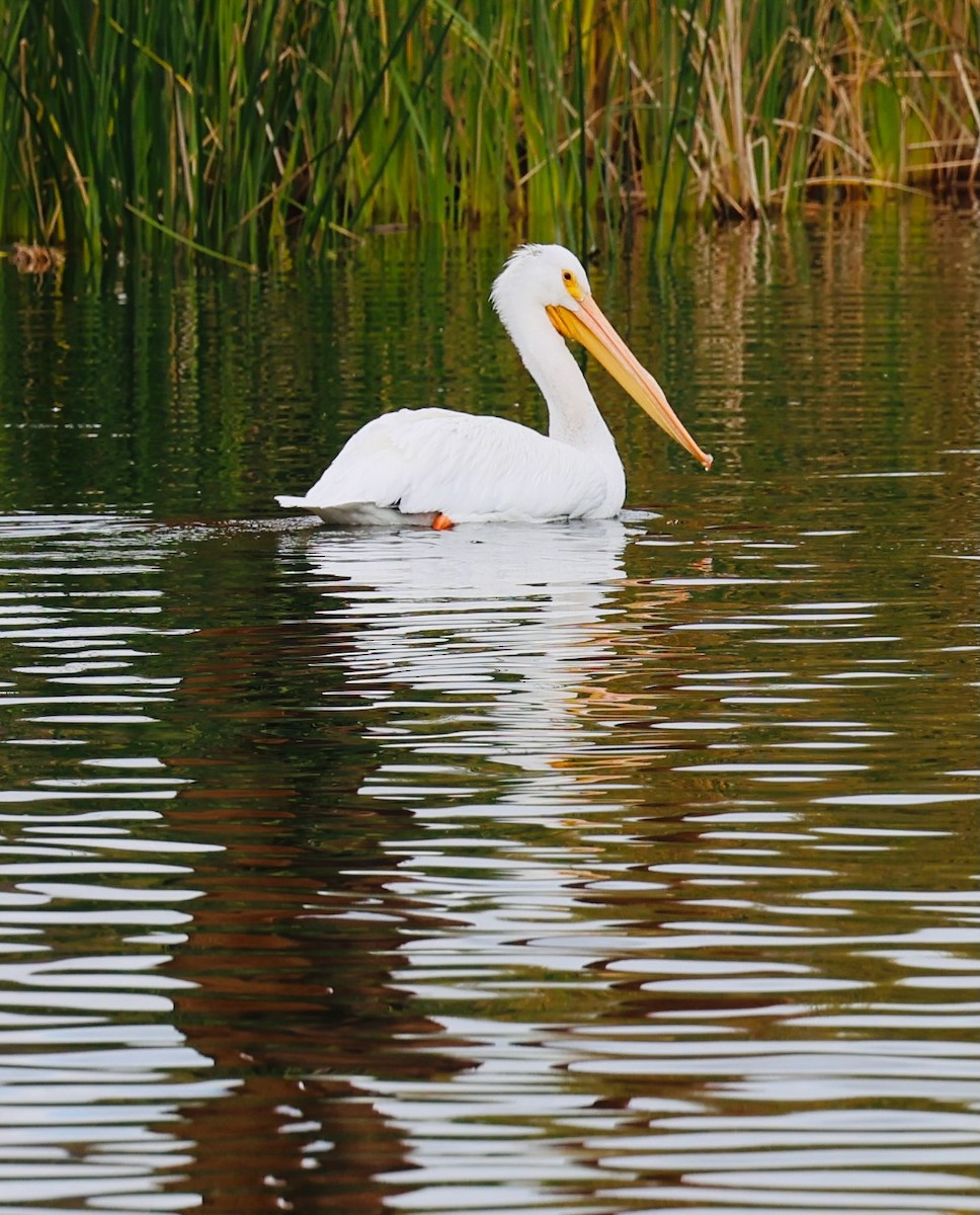 American White Pelican - ML647139408