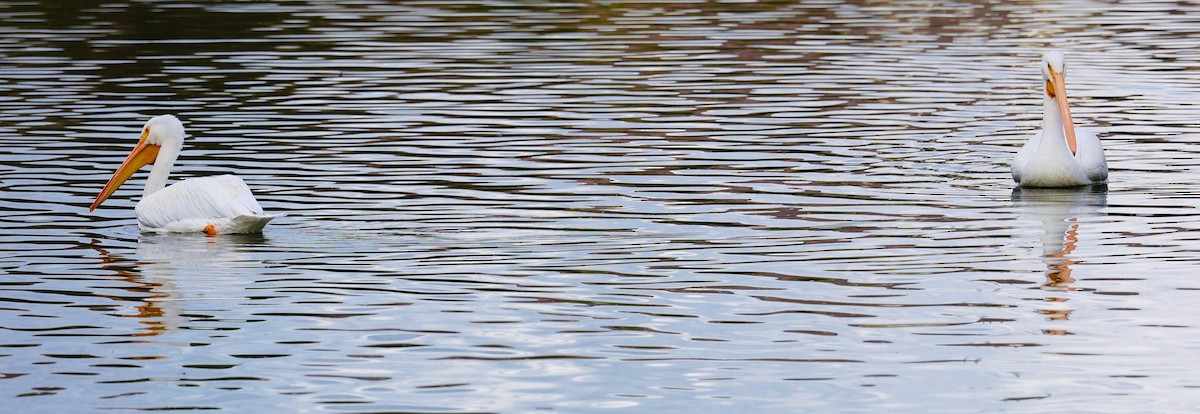American White Pelican - ML647139409