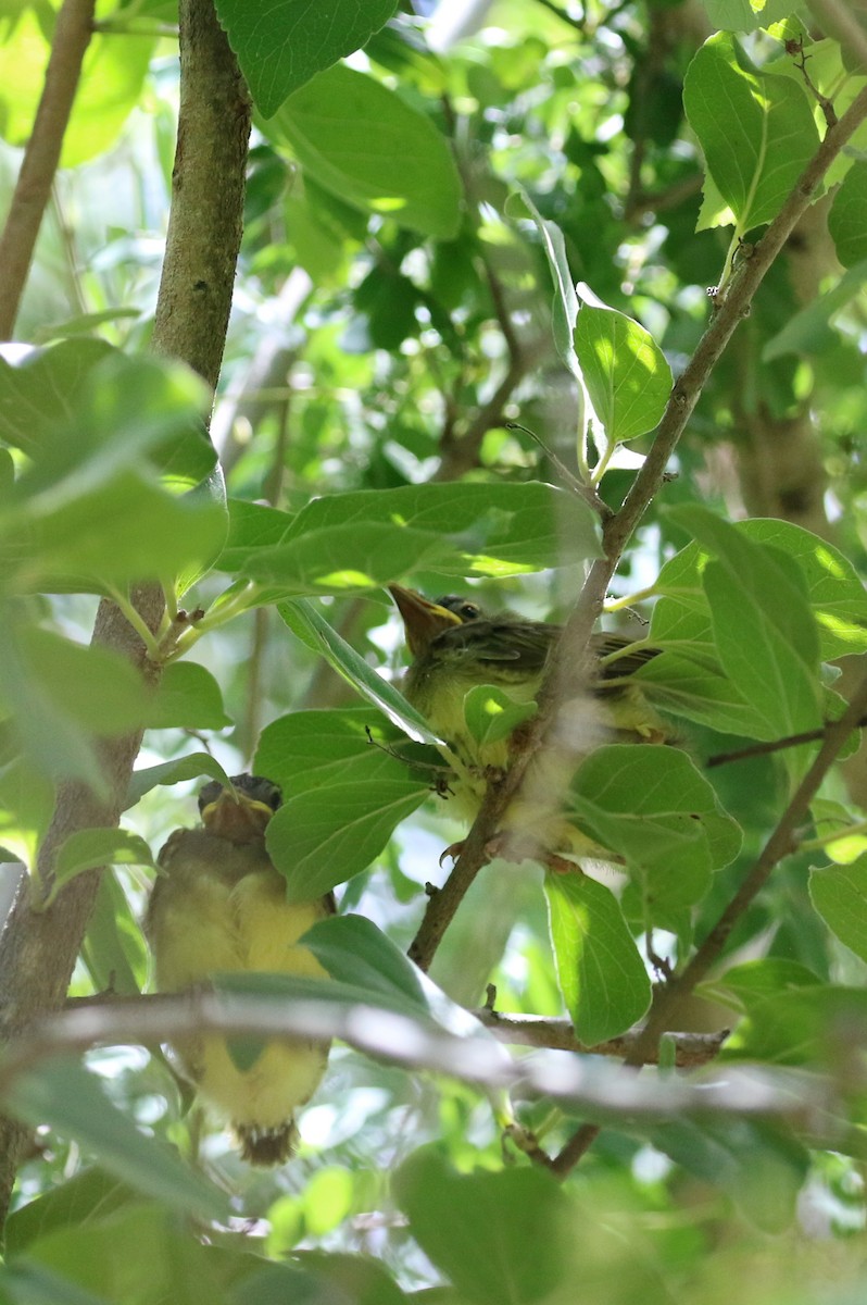 Yellow-bellied Greenbul - ML647139430