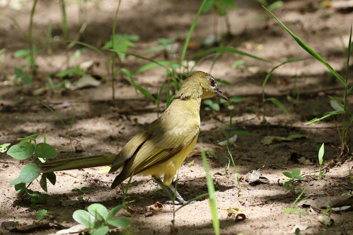 Yellow-bellied Greenbul - ML647139431