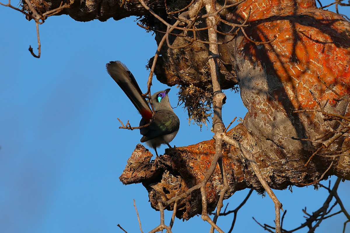 Schopfseidenkuckuck (pyropyga/maxima) - ML647139451