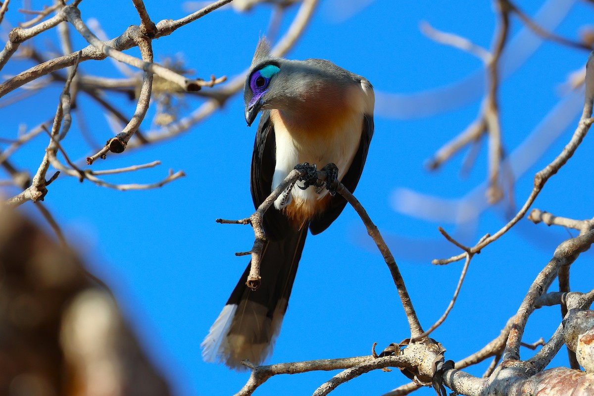 Schopfseidenkuckuck (pyropyga/maxima) - ML647139452