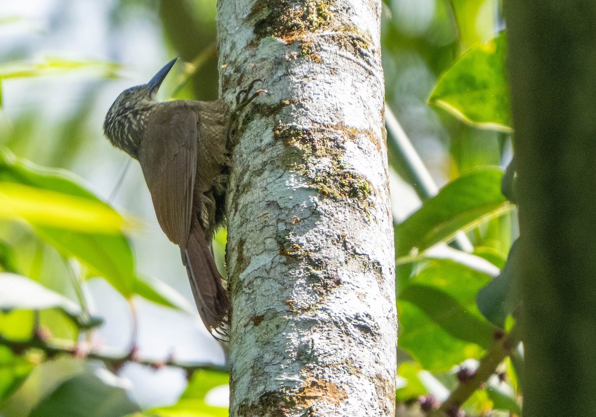 Planalto Woodcreeper - ML647139460