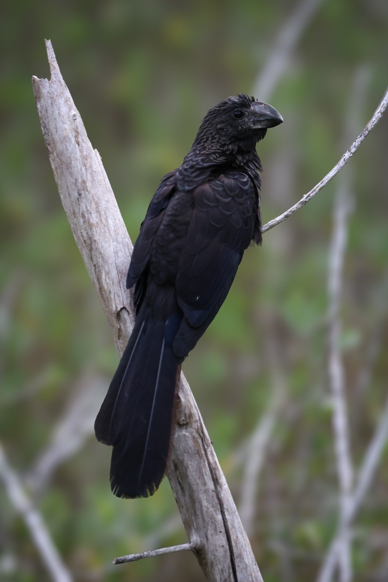 Smooth-billed Ani - ML647139466