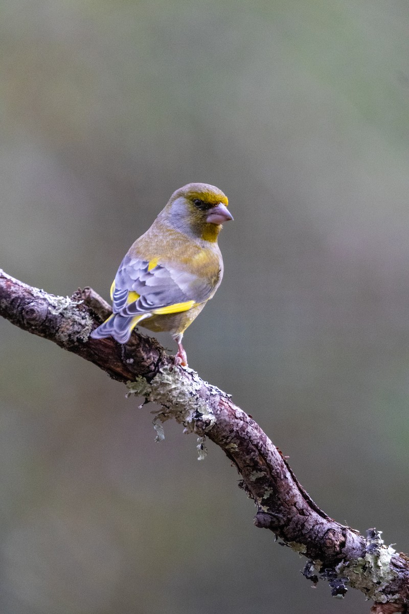 European Greenfinch - ML647139469