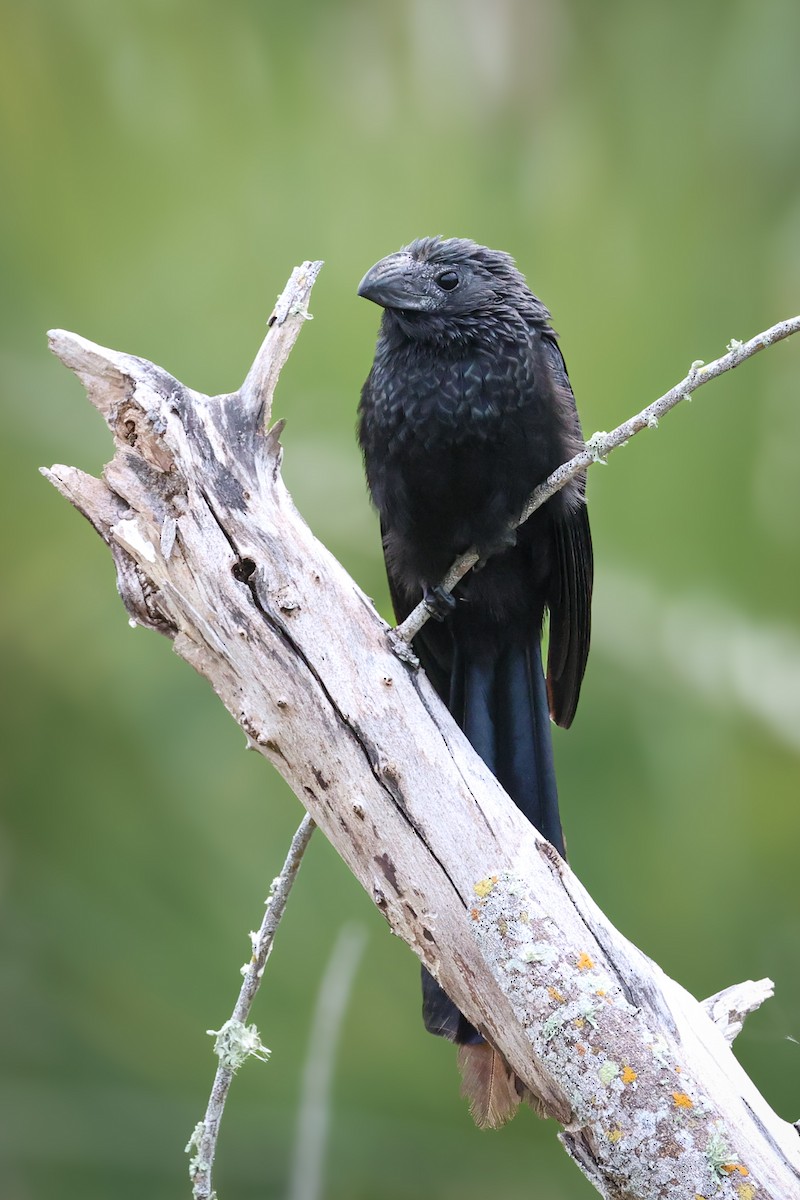 Groove-billed Ani - ML647139471