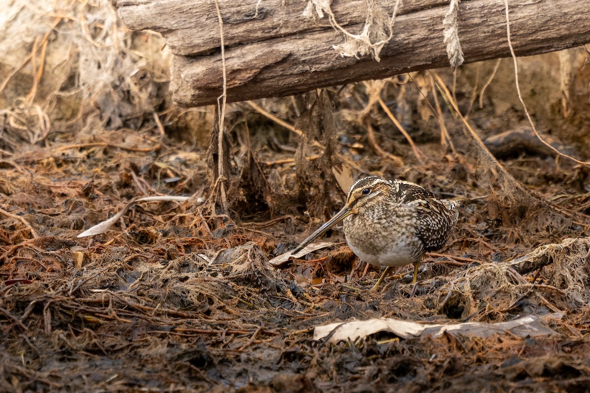 Wilson's Snipe - ML647139499