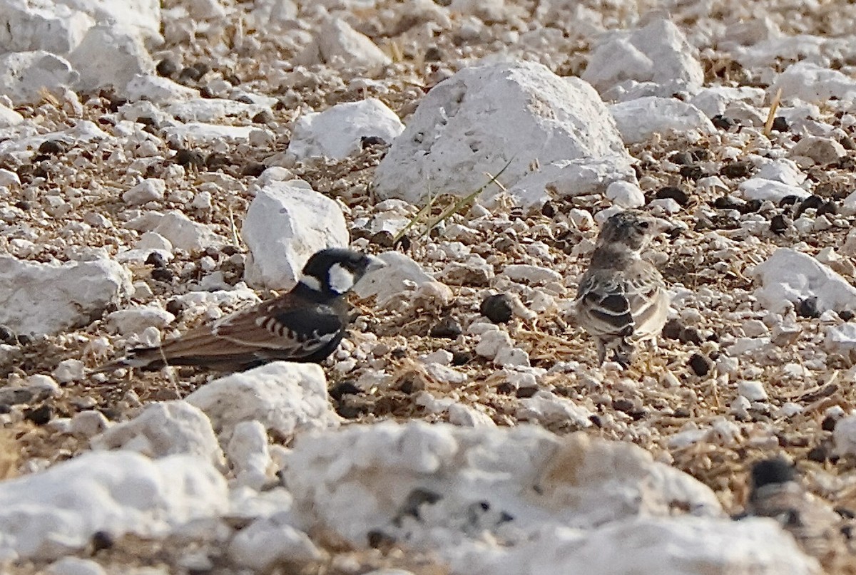 Kestane Sırtlı Serçe Toygarı - ML647139506