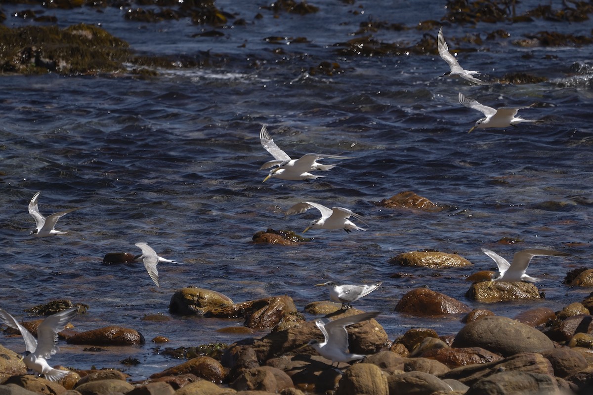 Great Crested Tern - ML647139524