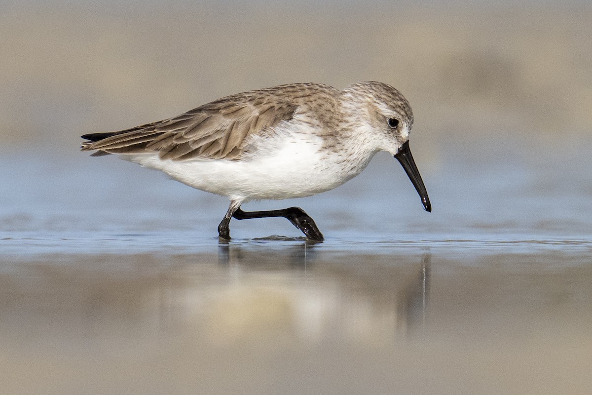 Gambecchio dell'Alaska - ML647139532