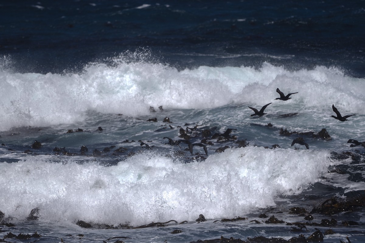 Cape Cormorant - ML647139536