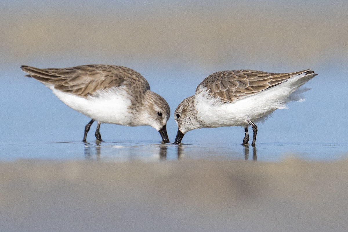 Gambecchio dell'Alaska - ML647139543