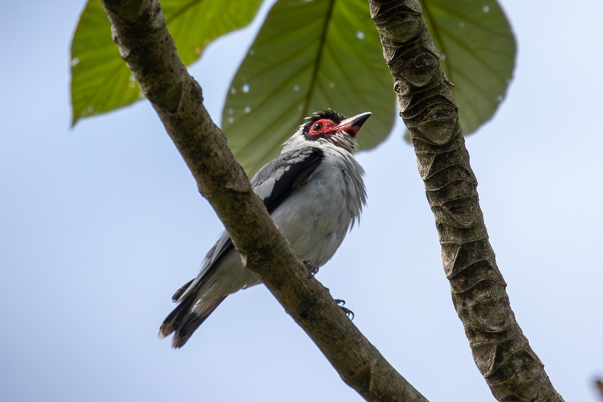 Tityre masqué - ML647139555