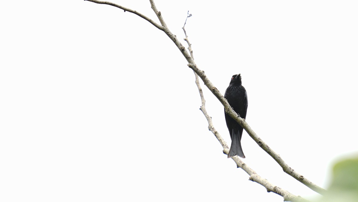 Yıldızlı Drongo - ML647139559
