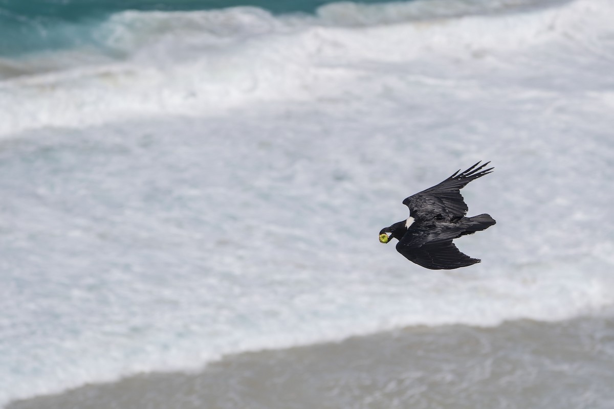 White-necked Raven - ML647139561