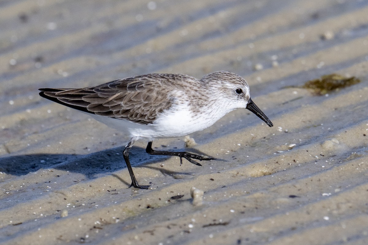 Gambecchio dell'Alaska - ML647139562