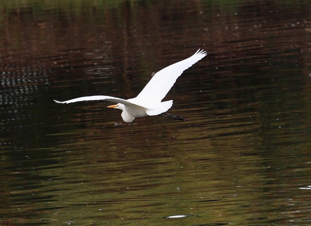Great Egret - ML647139568