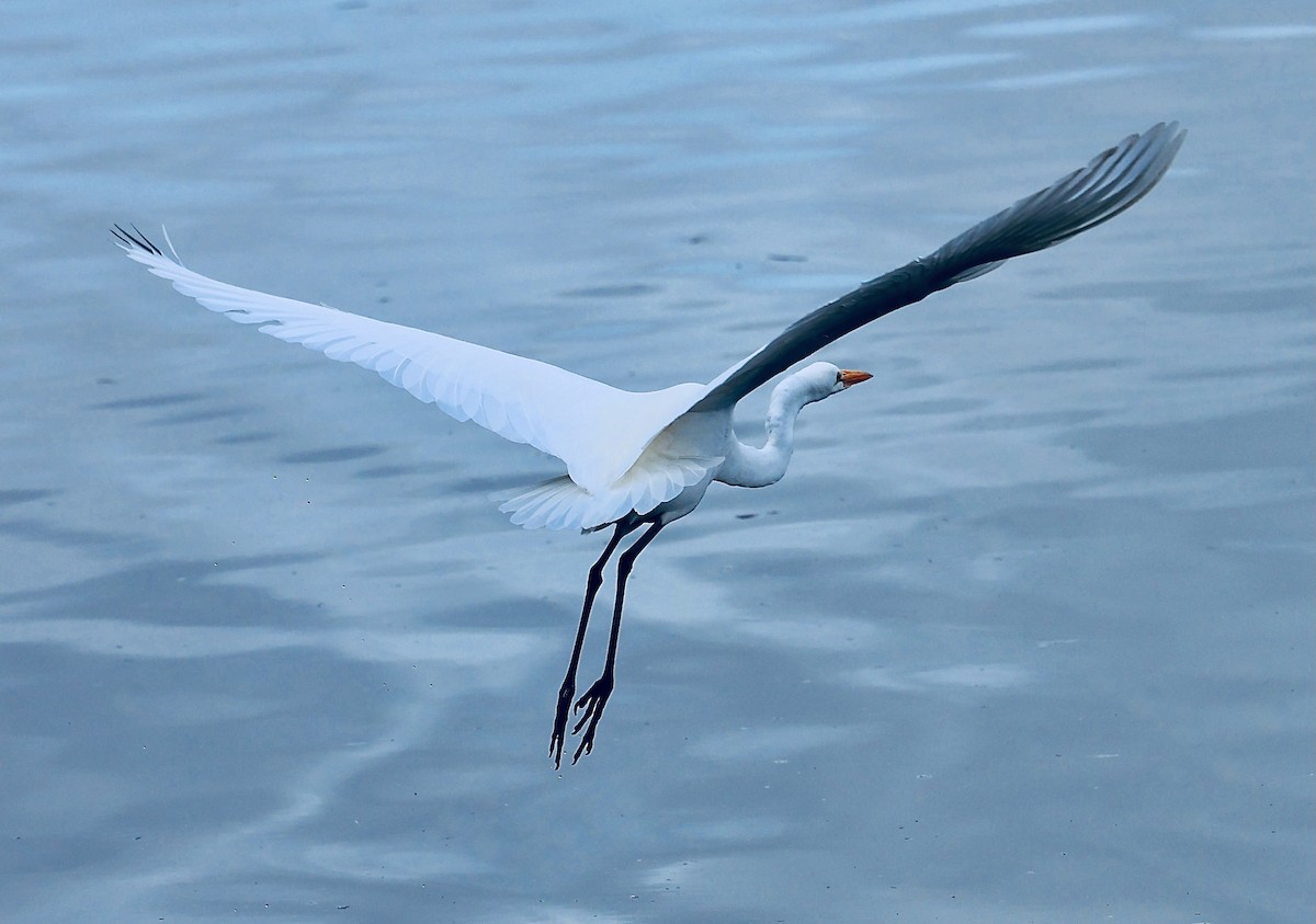 Great Egret - ML647139569