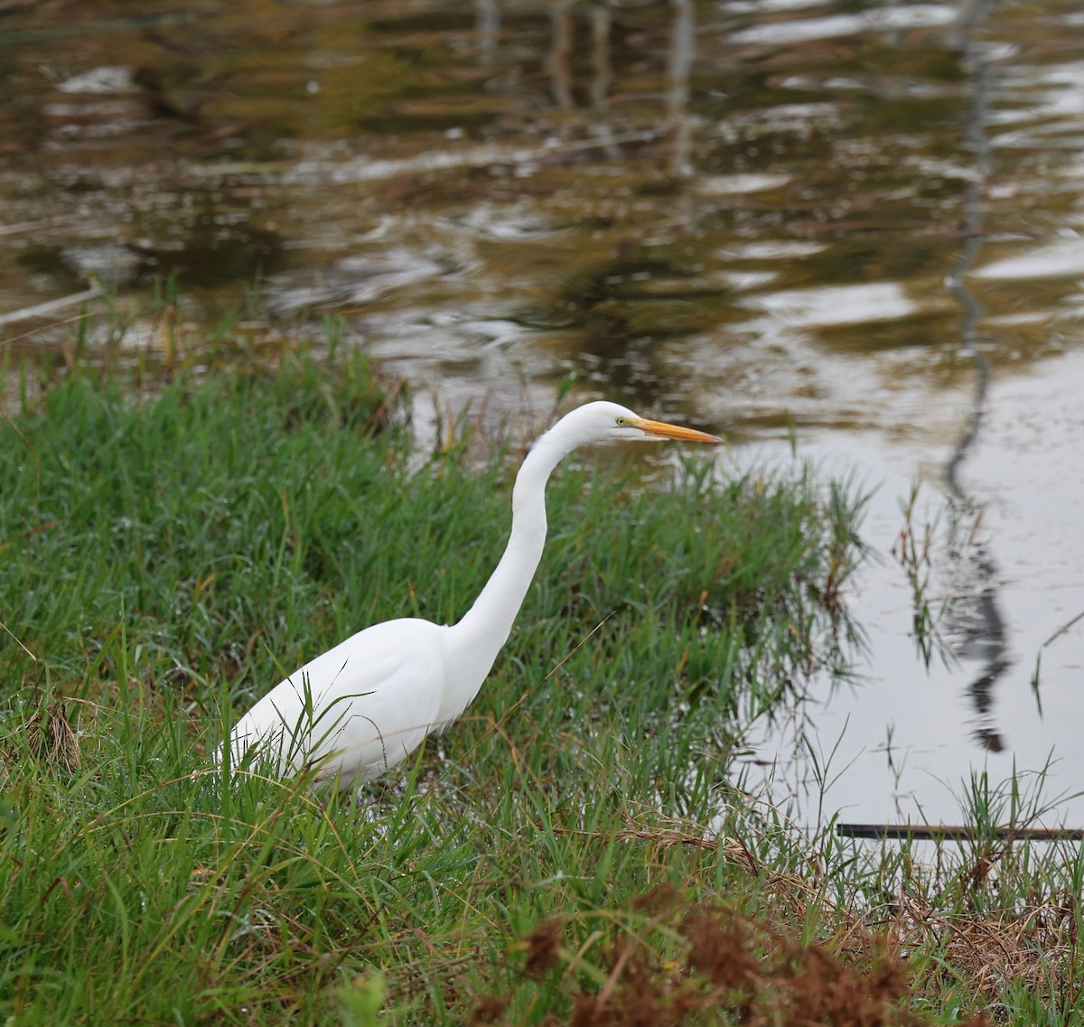 Great Egret - ML647139570