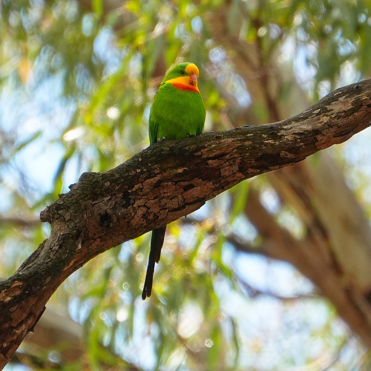 Superb Parrot - ML647139571
