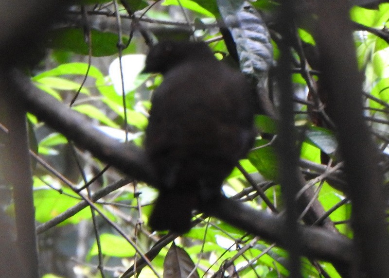 イワドリ - ML647139572