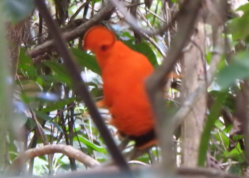 イワドリ - ML647139573