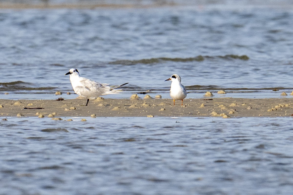 prærieterne - ML647139578