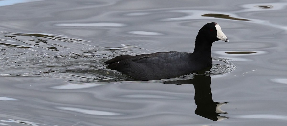 American Coot - ML647139582