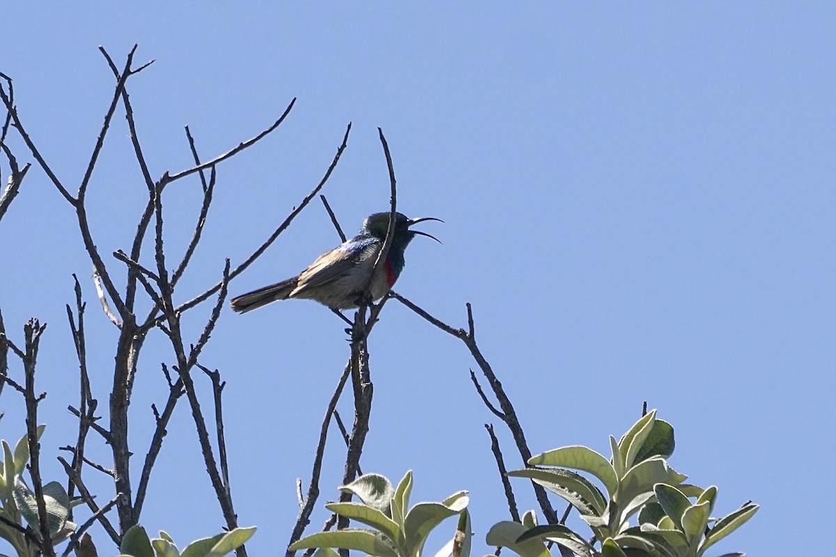 Southern Double-collared Sunbird - ML647139583