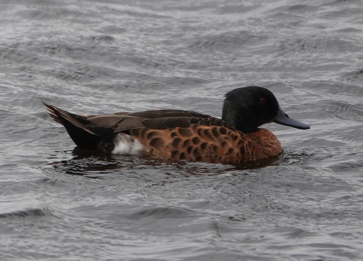 Chestnut Teal - ML647139586