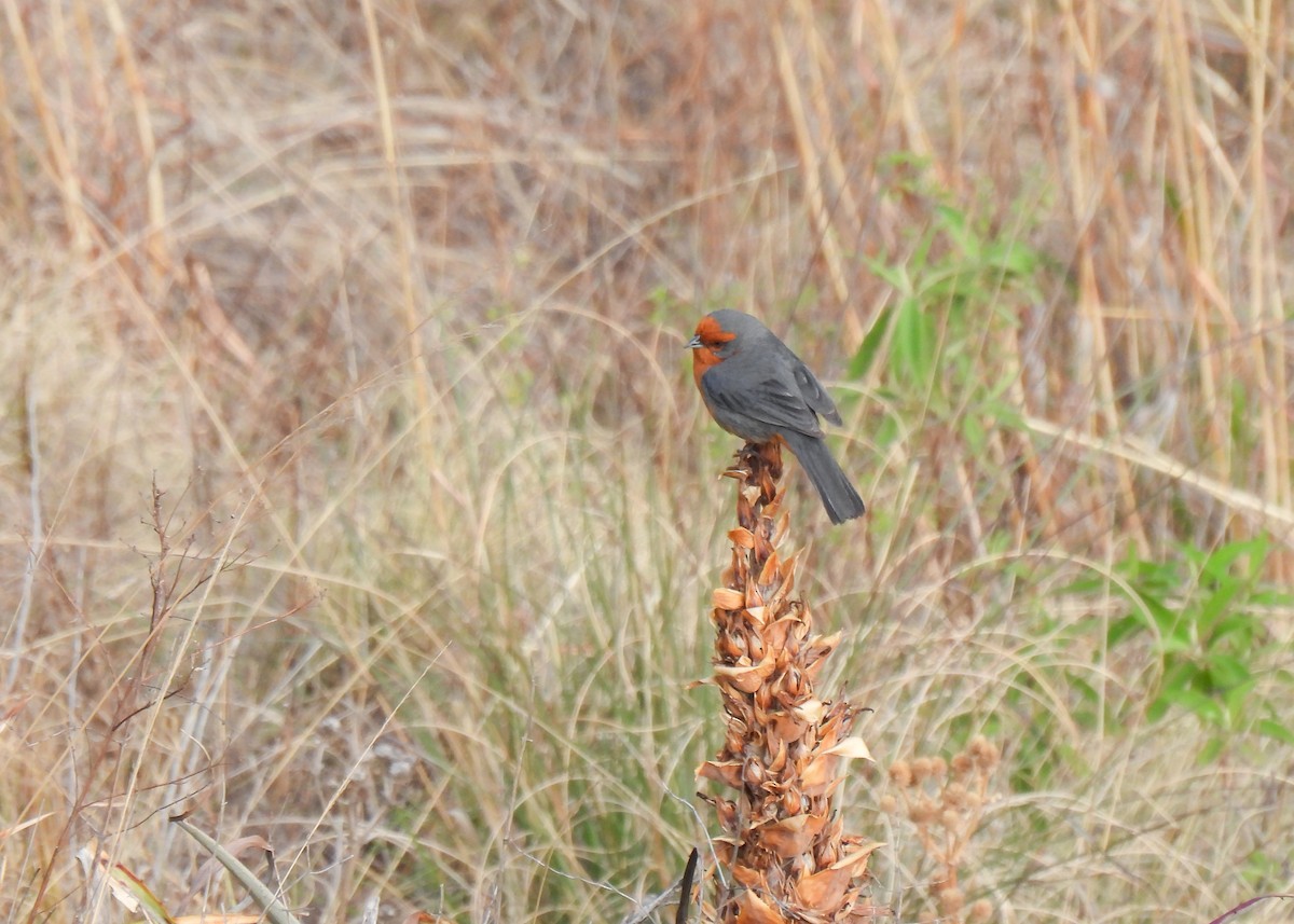 Cochabamba Mountain Finch - ML647139588