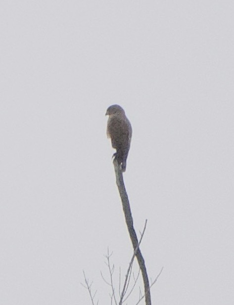 Roadside Hawk - ML647139589