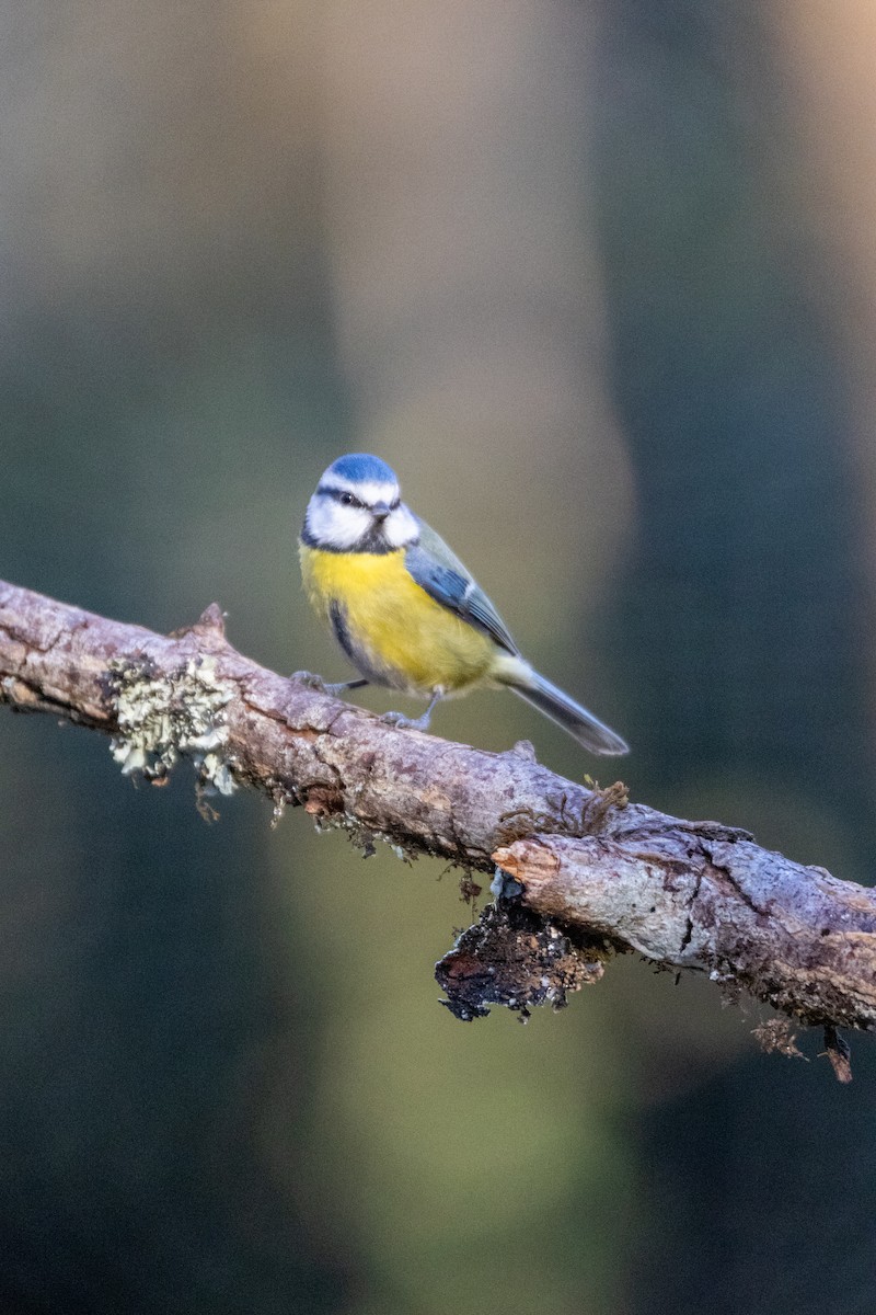 sýkora modřinka - ML647139590