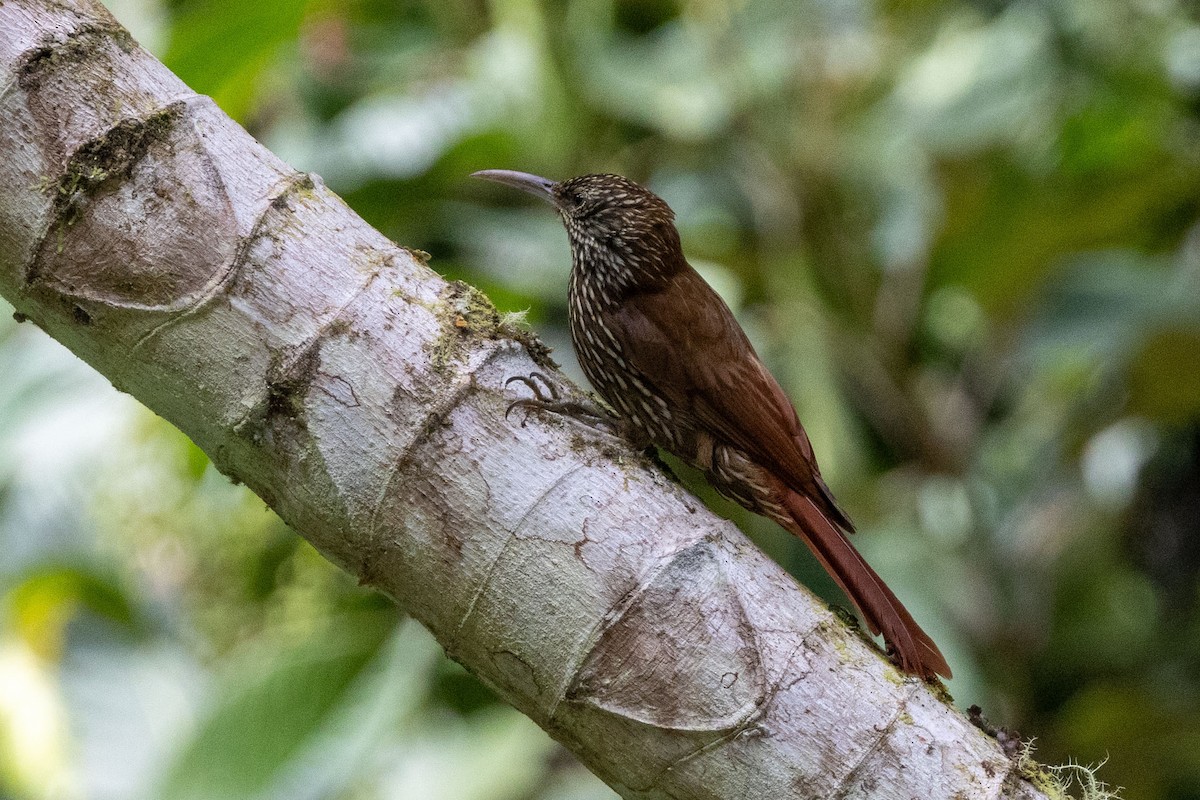 Dağ Tırmaşık - ML647139595