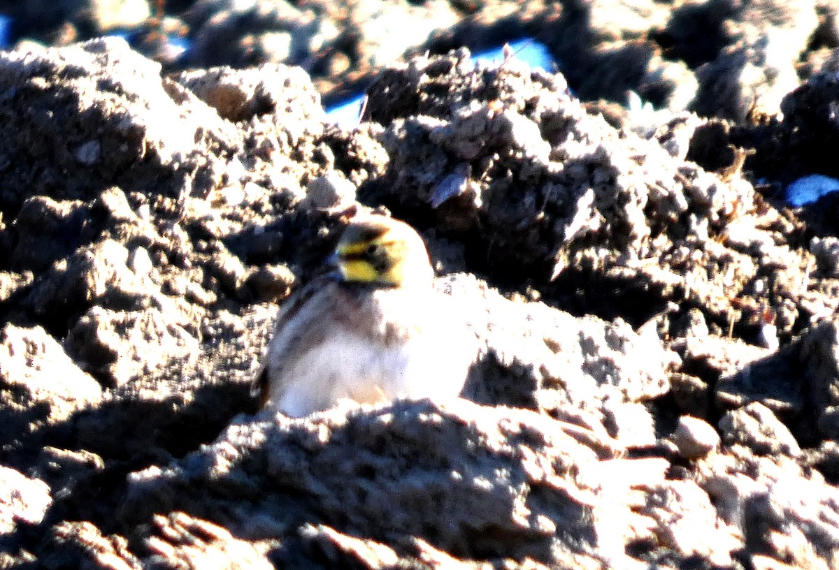 Жайворонок рогатий - ML647139618