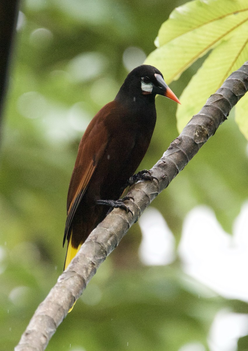 Montezuma Oropendola - ML647139626