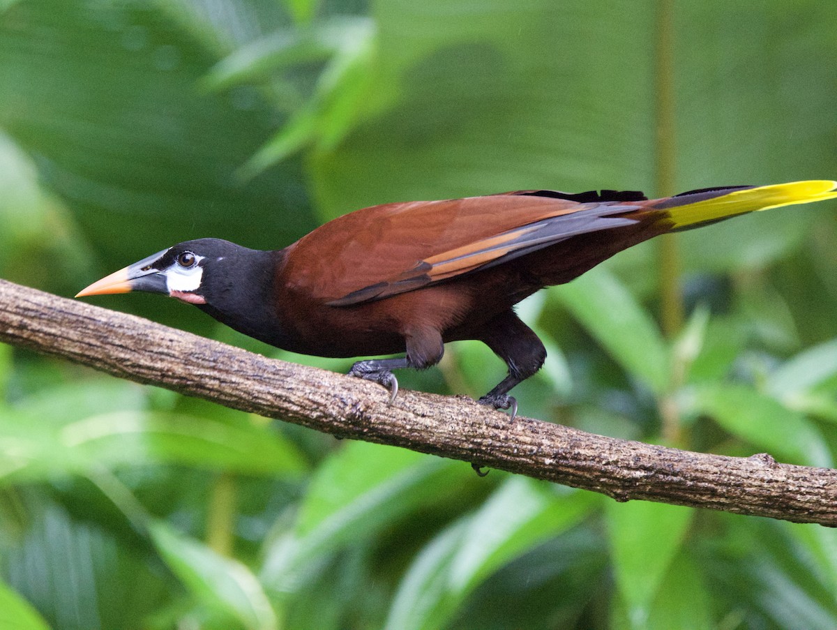 Montezuma Oropendola - ML647139632