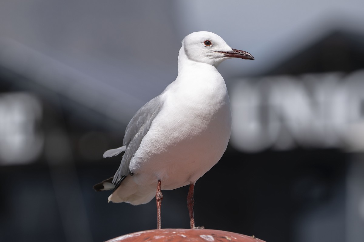 Hartlaub's Gull - ML647139650