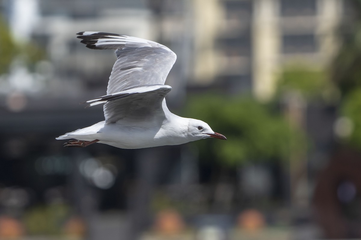 Hartlaub's Gull - ML647139651