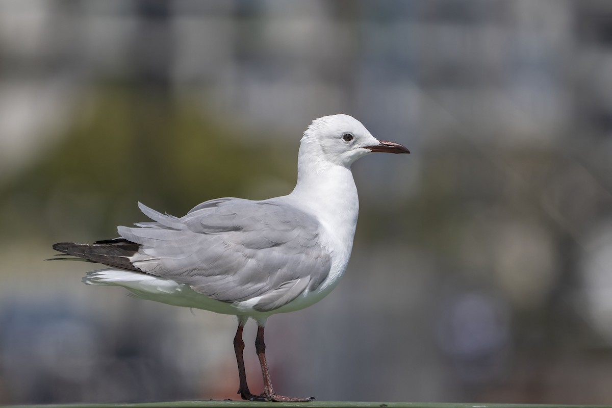 Hartlaub's Gull - ML647139652