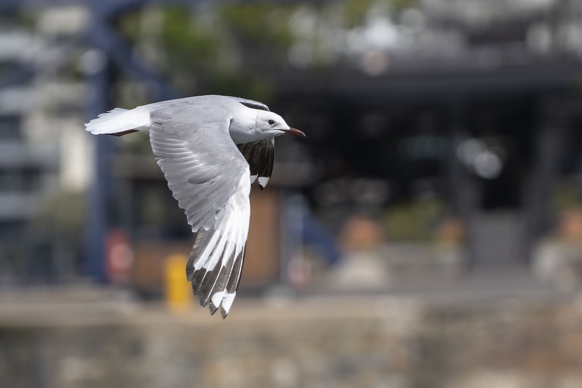 Hartlaub's Gull - ML647139653