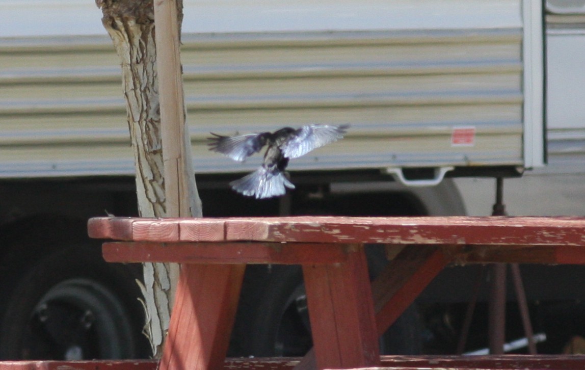 Bronzed Cowbird - ML647139671