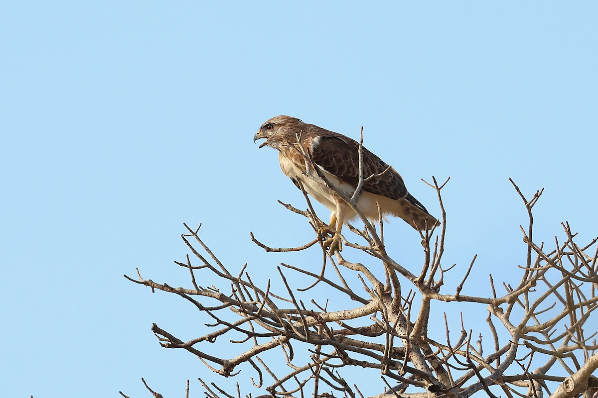 Madagascar Cuckoo-Hawk - ML647139673