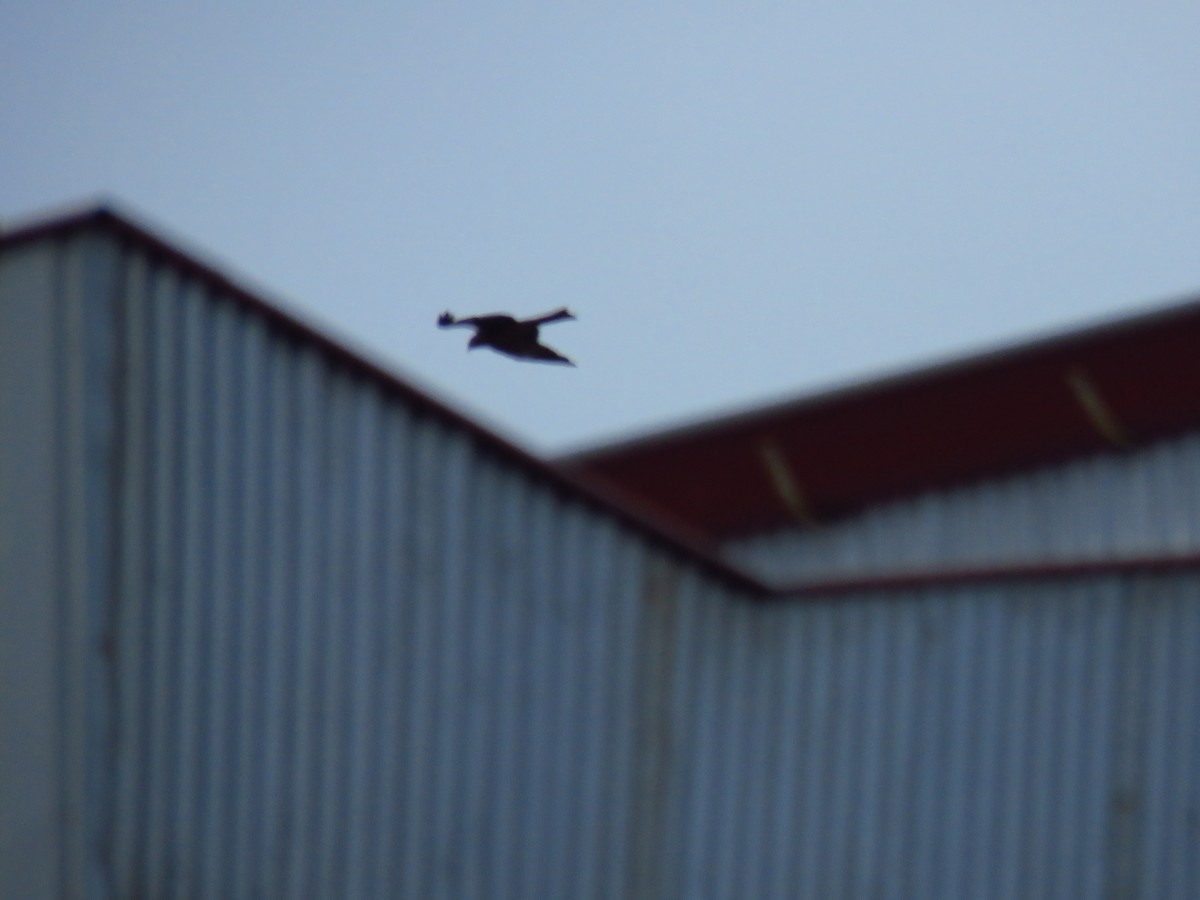 דיה שחורה - ML647139675