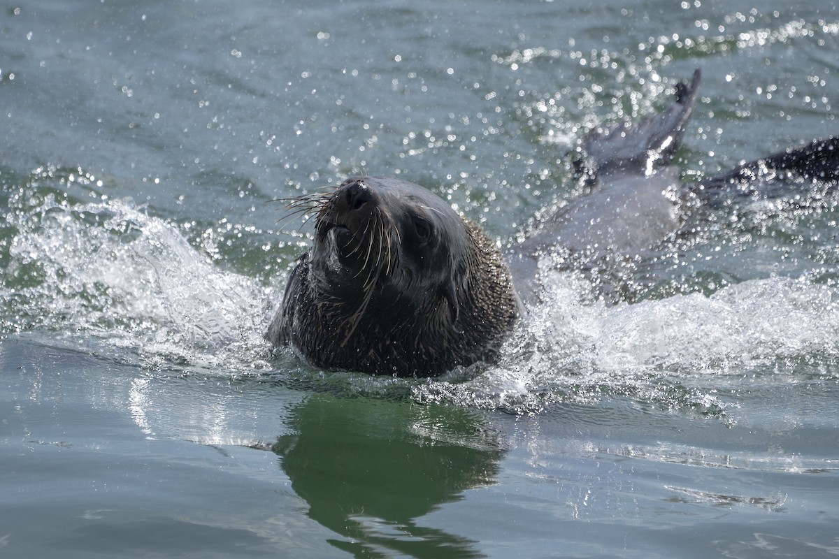 Cape Fur Seal - ML647139676