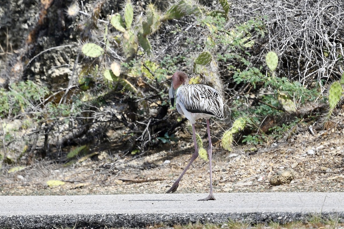 American Flamingo - ML647139687