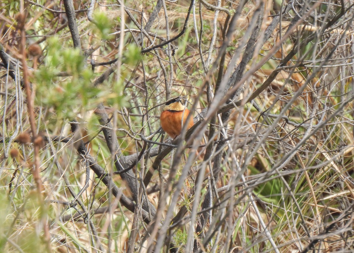 Zeytin Tepeli Hilalgerdan - ML647139705