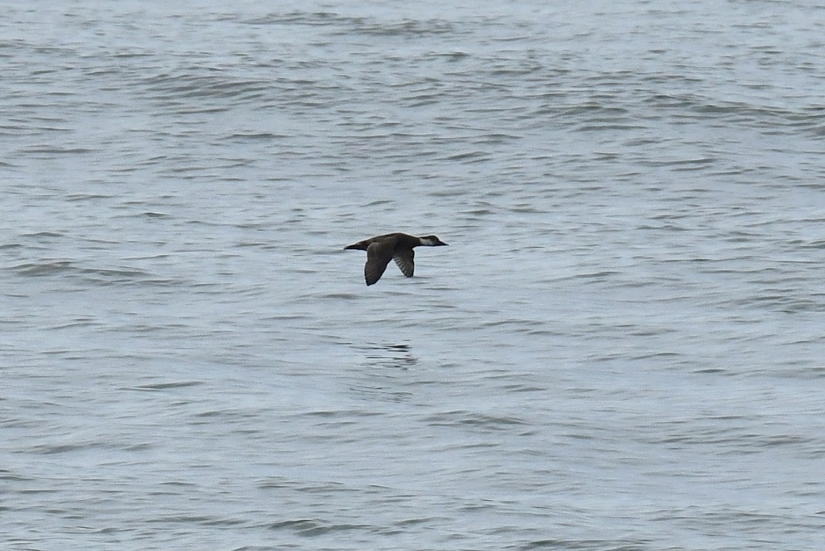 Common Scoter - ML647139711